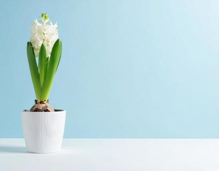 白いヒヤシンスの花 白いヒヤシンスの花の写真