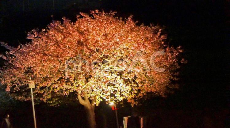 早春の夜桜・八千代千本桜・千葉県八千代市 夜桜,早春,八千代千本桜の写真素材