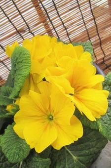 Big Primula, JPG Big Primula, JPG
