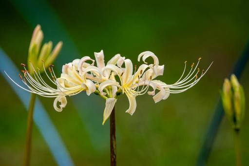 ヒガンバナ(80) 花,ヒガンバナ,マンジュシャゲの写真素材