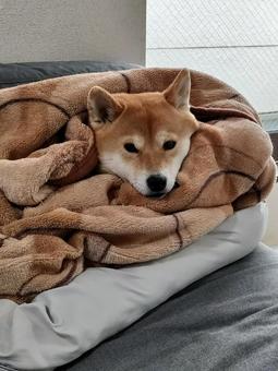 毛布に包まれる柴犬くるみです! 毛布に包まれる柴犬くるみです! 犬,柴犬,shibainuの写真素材