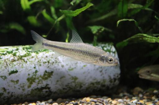 川魚 タモロコ 川魚 タモロコの写真