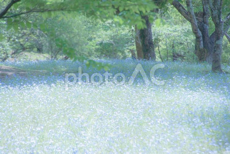 森の中のお花畑 ネモフィラ,お花畑,花の写真素材