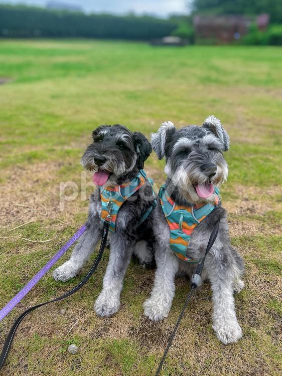 なかよししているワンコ 犬,シュナウザー,ミニチュアの写真素材