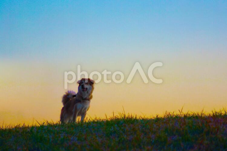 夕暮れの丘に立つ犬（明るめ） 都立武蔵野の森公園,武蔵野の森公園,調布飛行場の写真素材