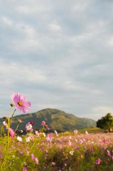 山を背景に広がる秋のコスモス畑と優しい光 コスモス,秋桜,花畑の写真素材