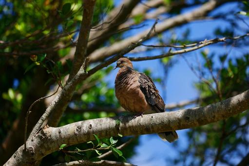 ハト ハト ハト,鳩,鳥の写真素材