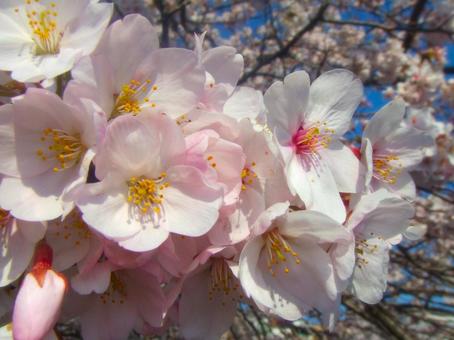 桜 桜の写真