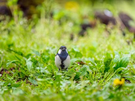 地面を歩くシジュウカラ 地面を歩くシジュウカラの写真