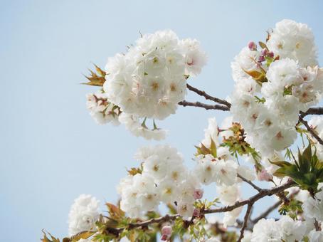 桜の花 桜の花の写真