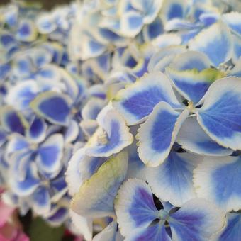 紫陽花ブルー 紫陽花ブルーの写真