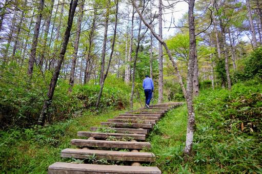 森の中の遊歩道 森の中の遊歩道 遊歩道,歩道,ハイキングの写真素材