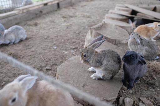 うさぎ 可愛い,農場,哺乳動物の写真素材
