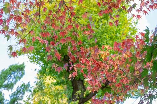 秋の気配・色づくモミジ 秋の気配・色づくモミジ 紅葉,モミジ,秋の写真素材