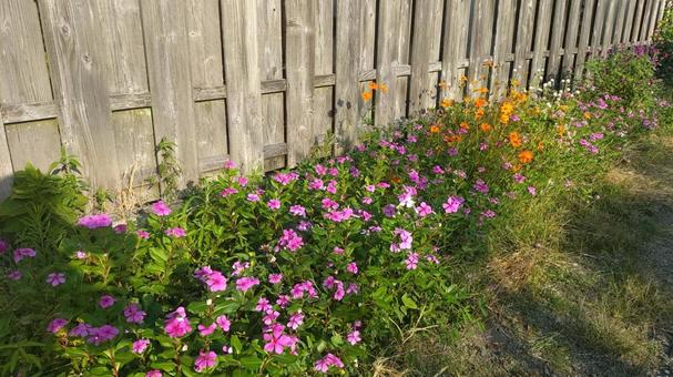 木の塀と花壇 木の塀と花壇 木造,花壇,塀の写真素材