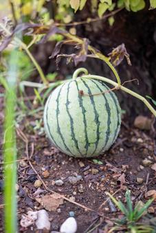 水滴輝く小玉スイカ スイカ,小玉スイカ,ミニスイカの写真素材