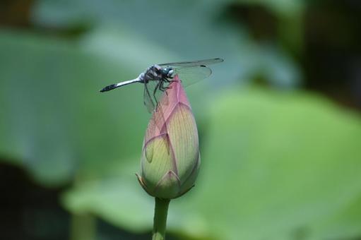 Photo, a lotus, lotus, ancient lotus, 