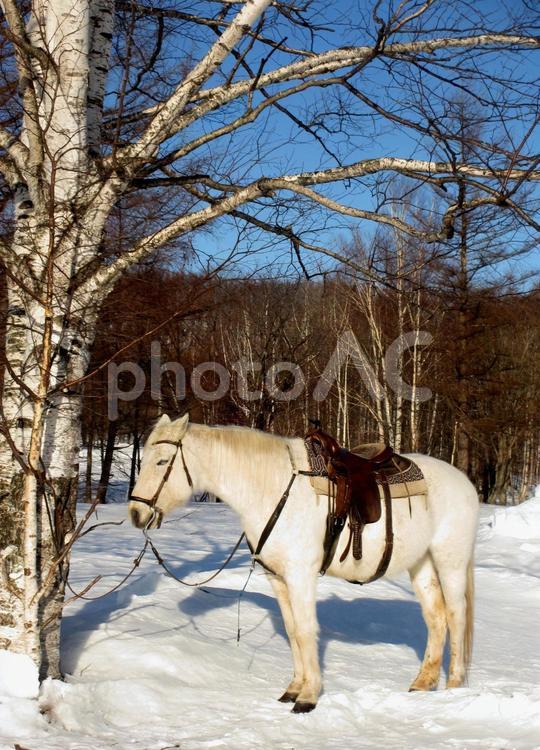 冬の北海道の馬３ 馬,乗馬,北海道の写真素材