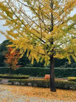 イチョウの落ち葉 イチョウの落ち葉 イチョウ,落ち葉,秋の写真素材