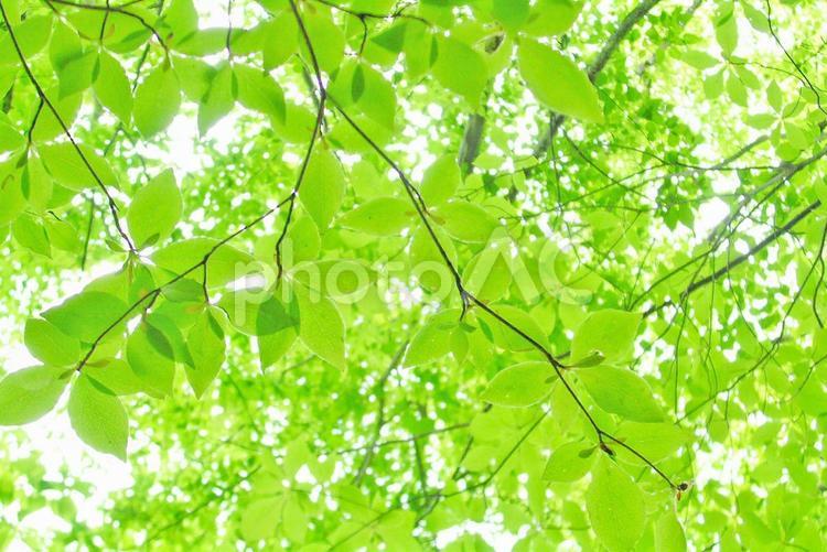 樹木と空 新緑,木漏れ日,木の写真素材
