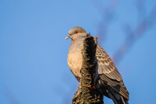 キジバトのアップ キジバトのアップの写真