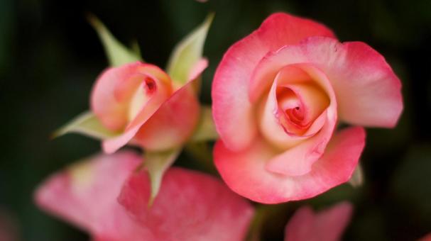 Photo, rose, salmon pink, pink, 