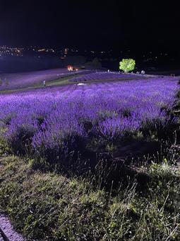 富良野ラベンダー畑 ラベンダー,ラベンダー畑,富良野の写真素材