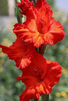 Photo, canna, flower, orange, 