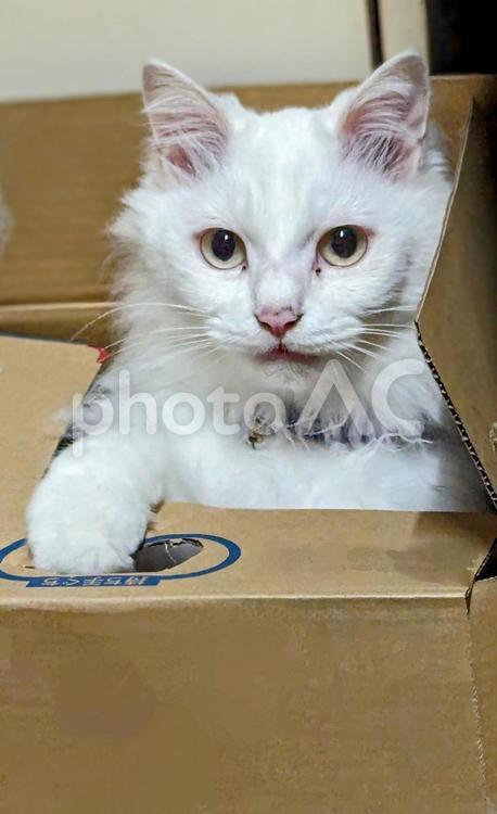 段ボールから顔を出す白猫 段ボール,白猫,猫の写真素材