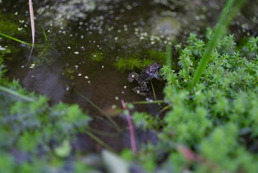 水辺の小さな住人カエル カエル,蛙,両生類の写真素材
