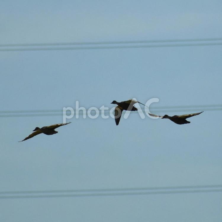 夜明けの空を飛ぶ雁の群れ かり,カリ,野鳥の写真素材