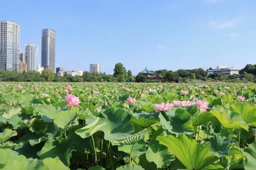 夏の不忍池 蓮の花 夏の不忍池 蓮の花 蓮の花,満開,ハスの写真素材