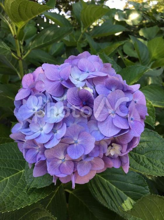 紫のアジサイ 湘南,神奈川,緑の写真素材