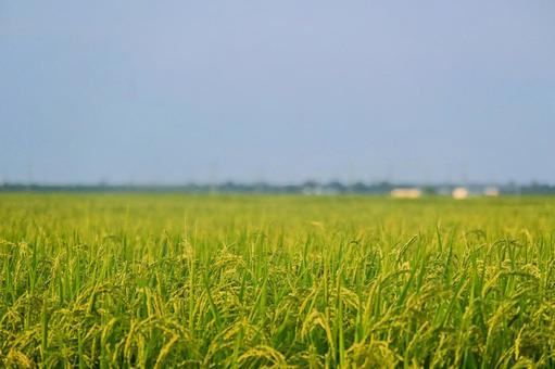 どこまでも広がる田園風景 どこまでも広がる田園風景 田んぼ,田園,稲の写真素材