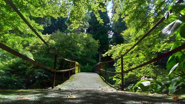 自然の中の一本橋 自然の中の一本橋の写真