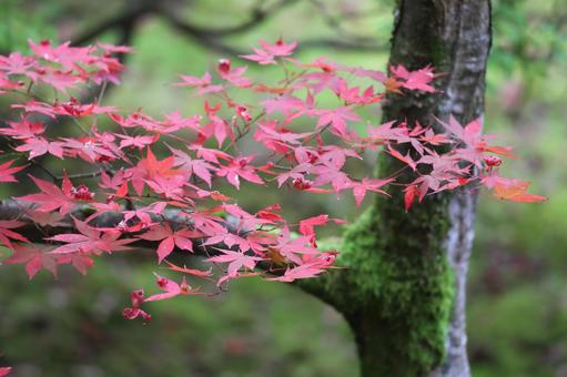 もみじの紅葉 もみじの紅葉の写真