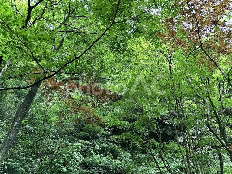 森林浴 自然,風景,壁紙の写真素材