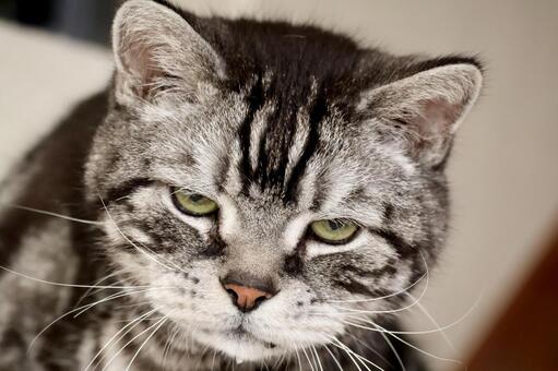 デブ猫さん怒ってます 猫,猫画像,顔アップの写真素材