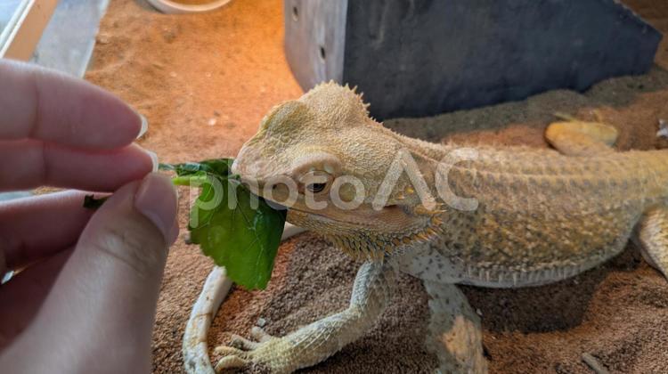 桑の葉を食べるフトアゴヒゲトカゲ フトアゴヒゲトカゲ,トカゲ,爬虫類の写真素材