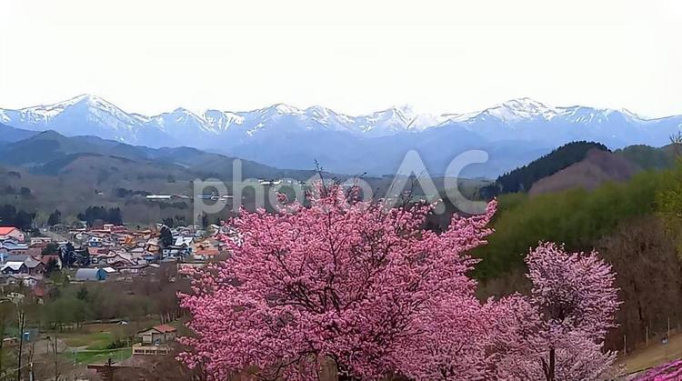 滝上芝桜公園より、さくらと残雪の山々 春,風景,自然の写真素材