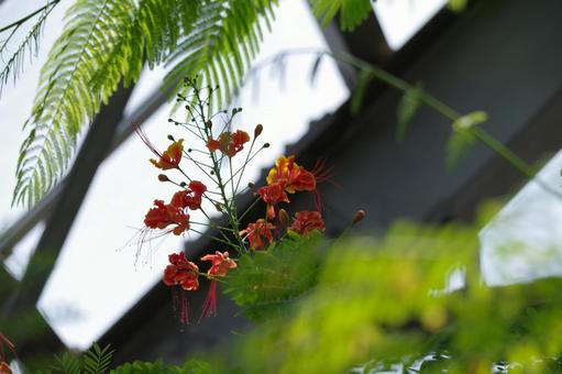 オウコチョウの花 オウコチョウの花の写真