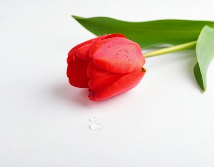 チューリップの写真