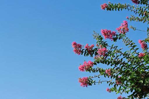 サルスベリ サルスベリの写真