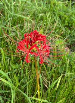 曼珠沙華 クローズアップ 曼珠沙華 クローズアップの写真