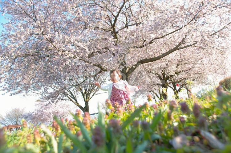 桜の下で 子供,女の子,1歳の写真素材