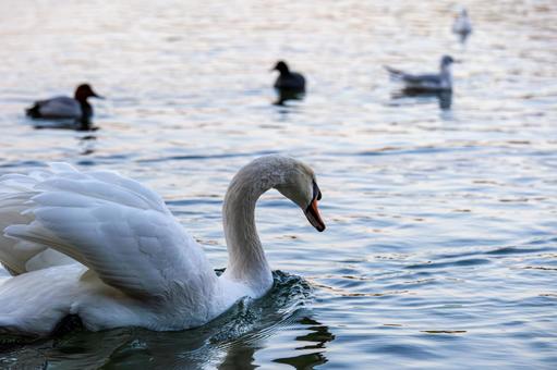池を泳ぐ白鳥 池を泳ぐ白鳥の写真