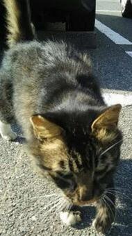猫-10 猫-10の写真