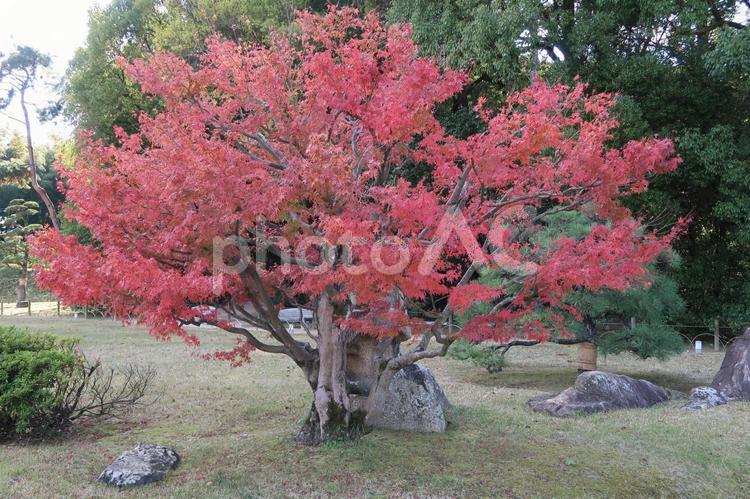後楽園の敷地内　紅葉 フラワーアレンジメント,優しい花,公園の花の写真素材