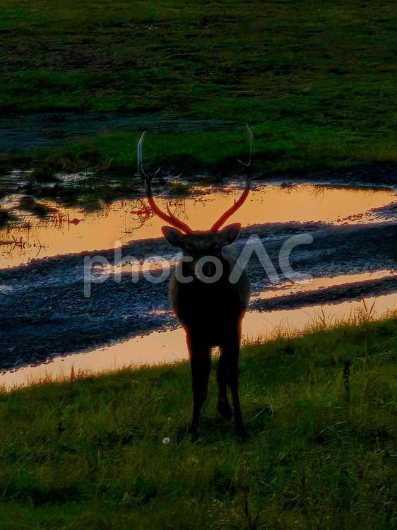 暗がりのエゾシカ エゾシカ,雄鹿,暗闇の写真素材