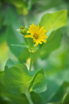 Square sunflower, JPG